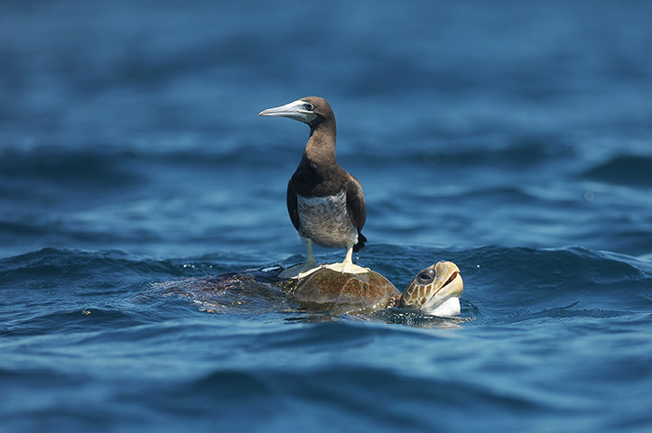 sciences-nature-animals-t-005.jpg