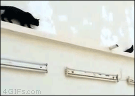 pigeon-trolls-cat
