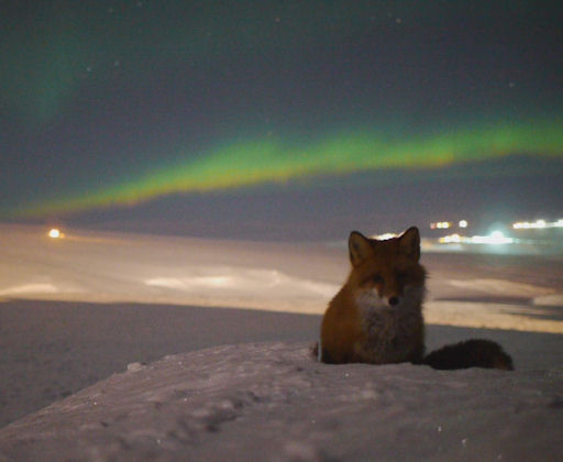 fox_strip.jpg