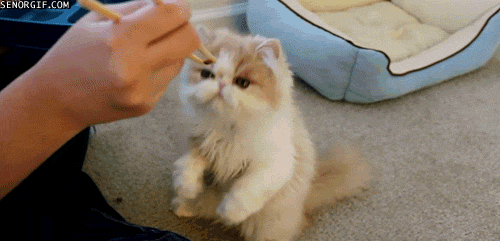 yum-yum-chop-stick-noms