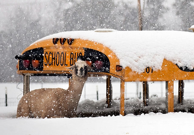gty_llama_snow_dm_130307_blog.jpg