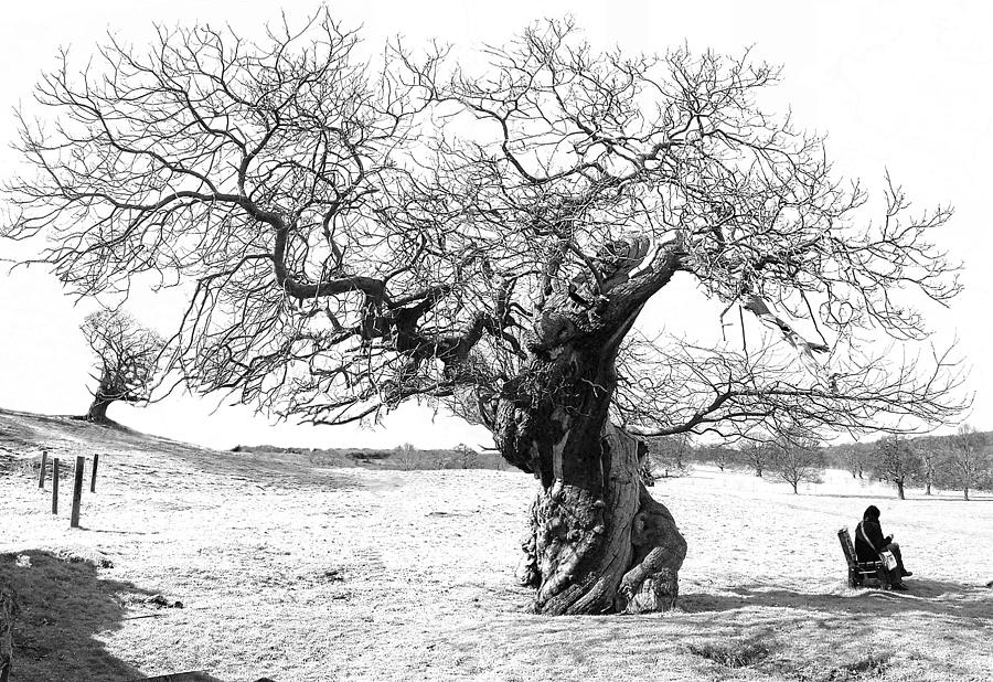 winter-tree-tony-partington.jpg