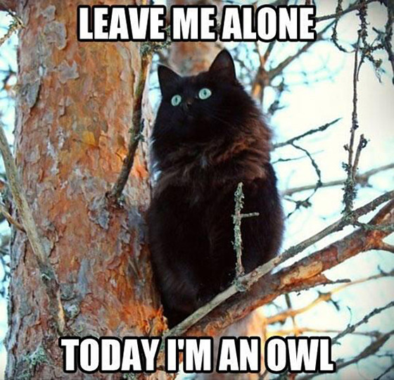 cat-is-owl.jpg