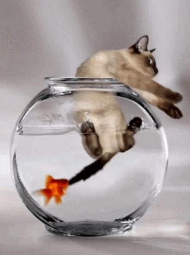 cat-escaping-a-fish-bowl-422xuayfv92frbzr.gif