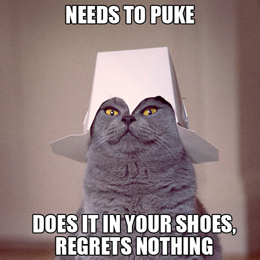 cat-pukes-in-shoes.jpg