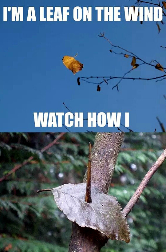 leaf-on-the-wind.jpg