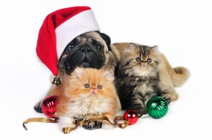 60746-425x282-DogcatChristmas.jpg