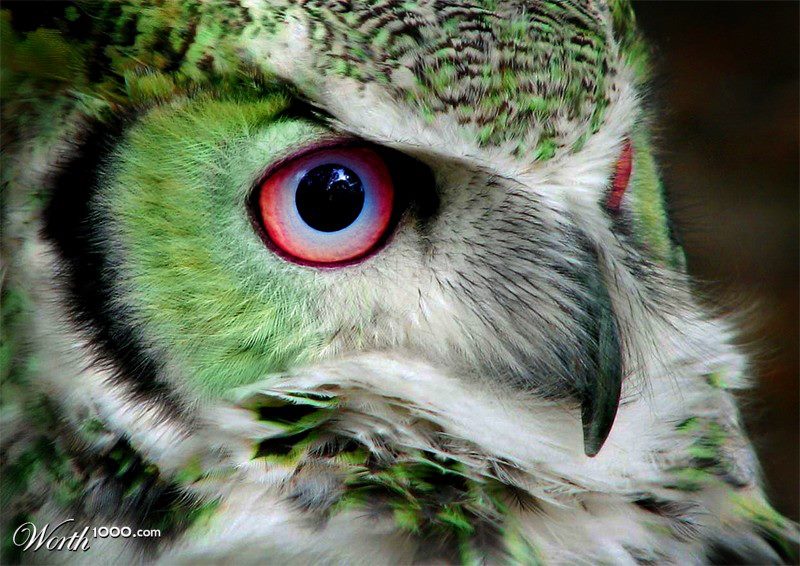 01owl.jpg