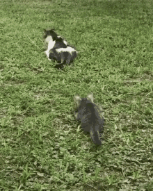cats-animals.gif