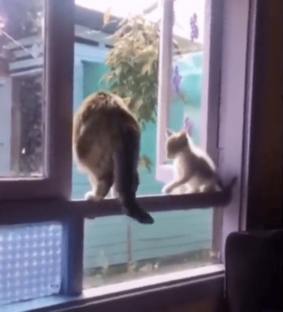 cat-fun-69-kitten-go-away-usagif.gif