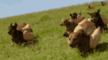 hotdogs-dogs.gif