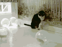 hamsters-hamsters-everywhere