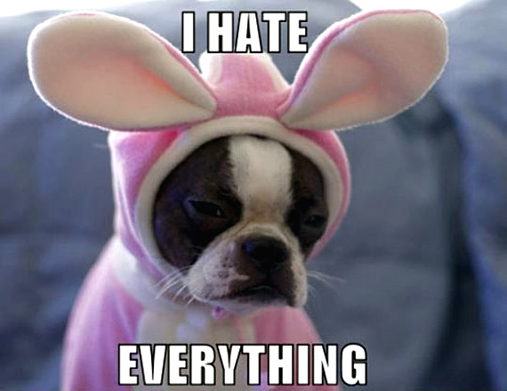 costumed-dog-hates.jpg