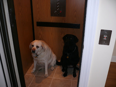 dogs+on+elevator.jpg