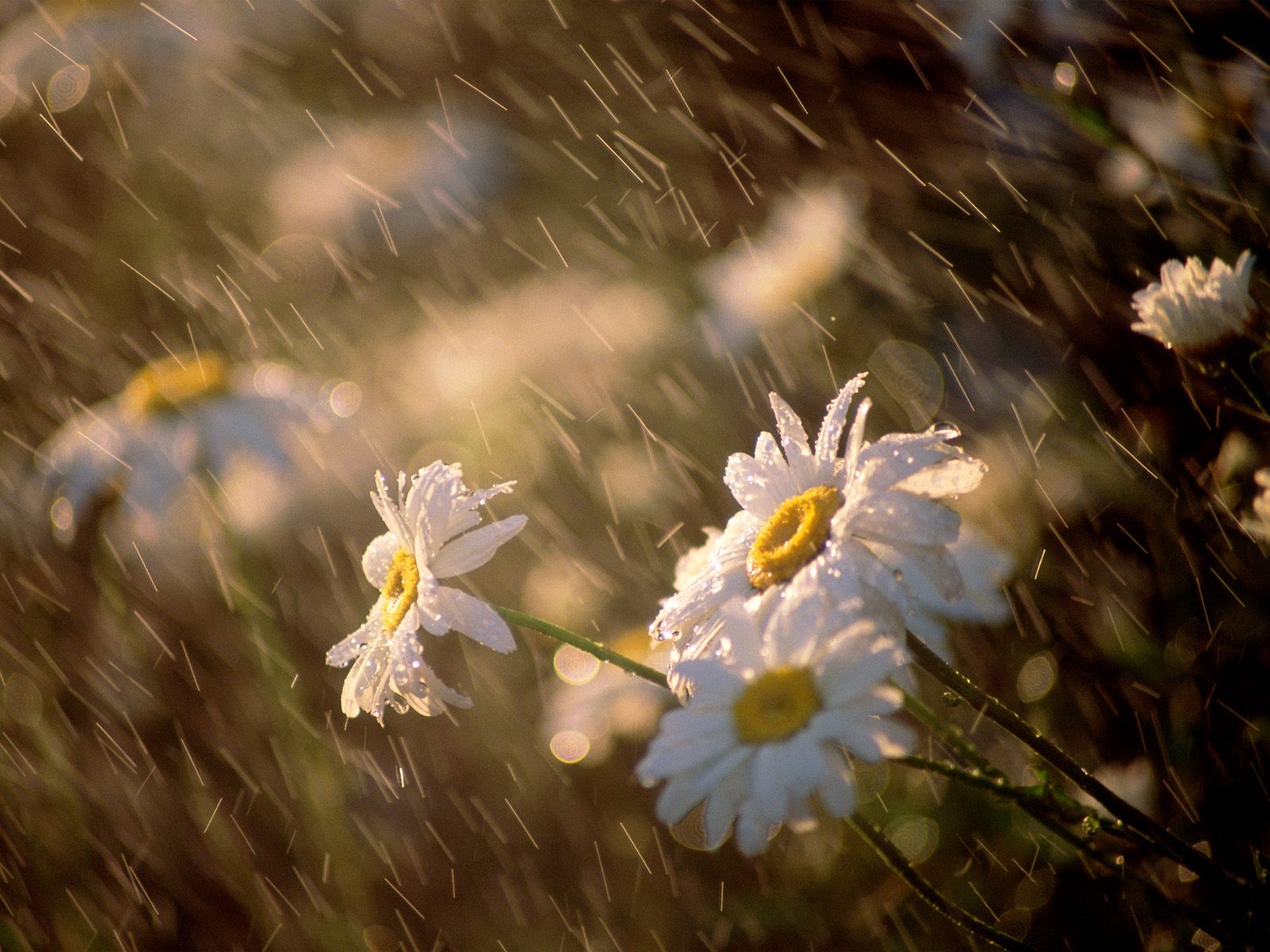 daisies-under-rain-wallpaper-1600x1200-0152.jpg