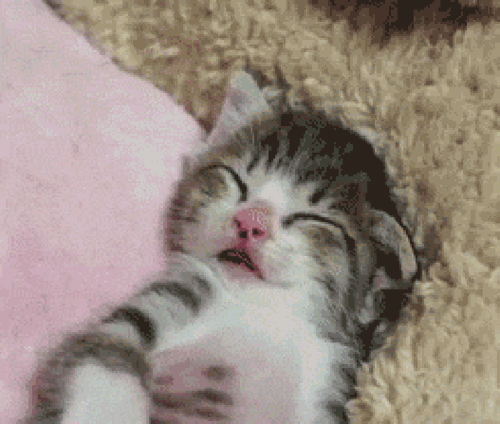 kitten-gifs-cat