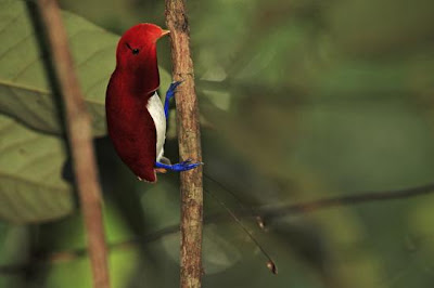 funny+bird.JPG