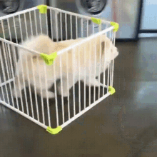 dog-canine.gif