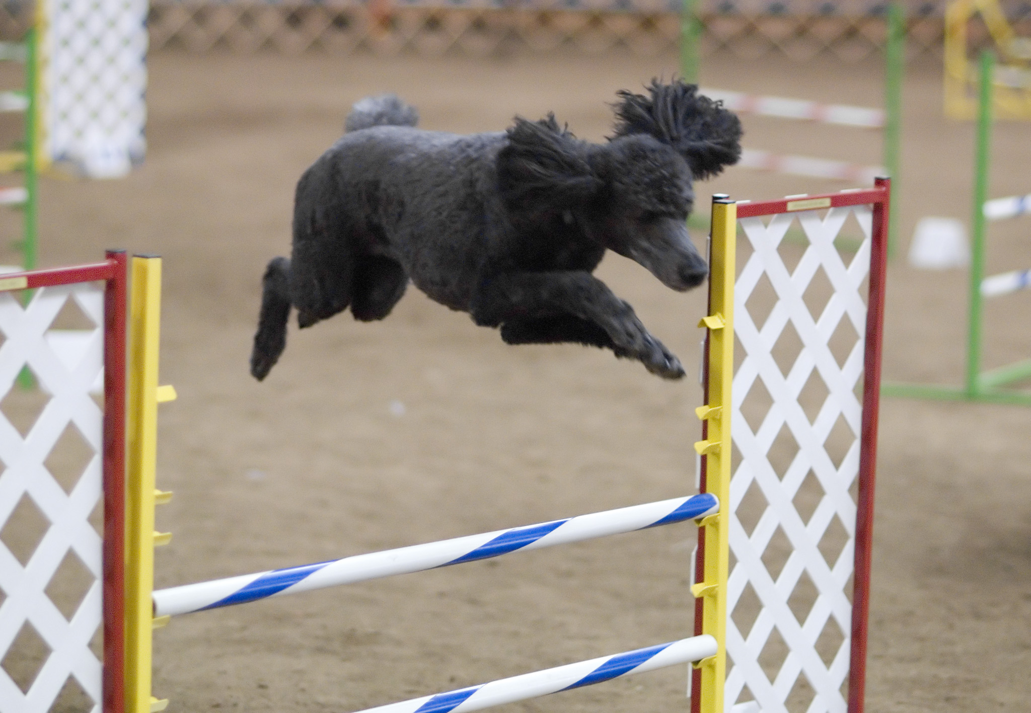 Standard_Poodle_blue_agility.jpg