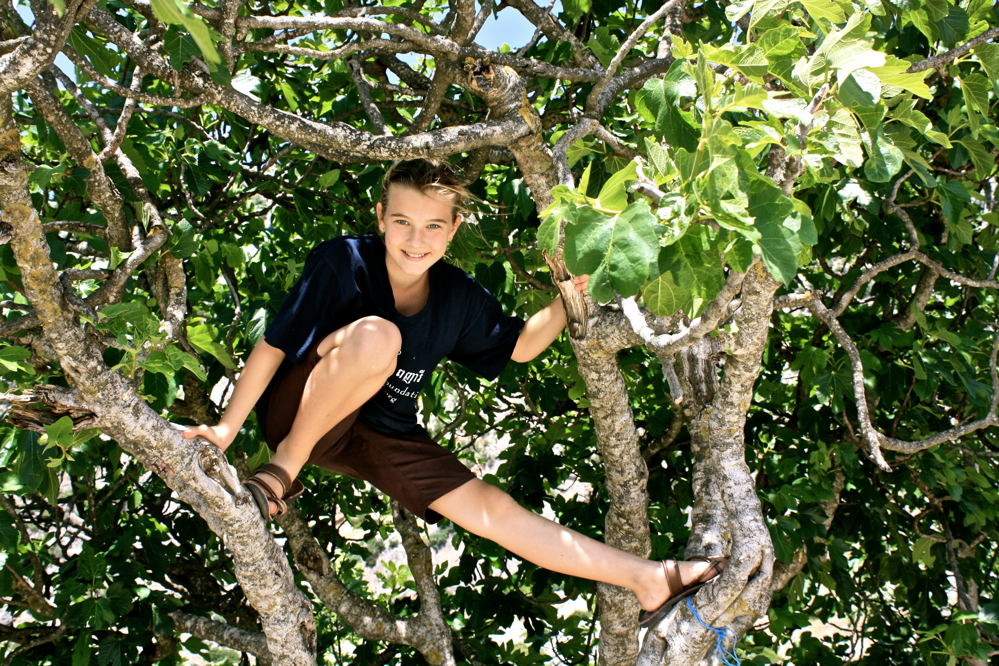chef-sage-tree.jpg