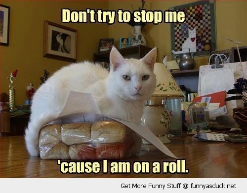 funny-on-a-roll-cat-bread-pun-pics.jpg