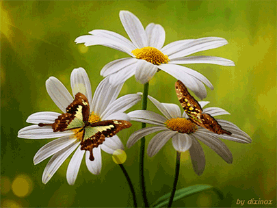 35eadd093be8c7e71bf75bffb3c5a2f0.gif