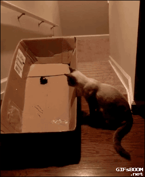 cat.gif