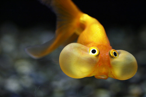 cute-eyes-fish-funny-light-nature-Favim.com-82259.jpg
