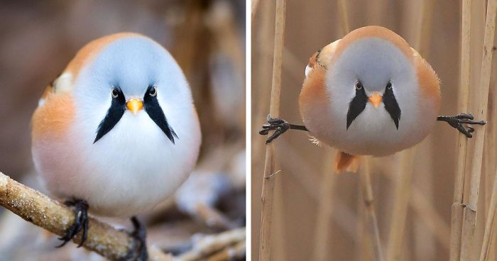 bird-bearded-reedling-fb-png__700.jpg