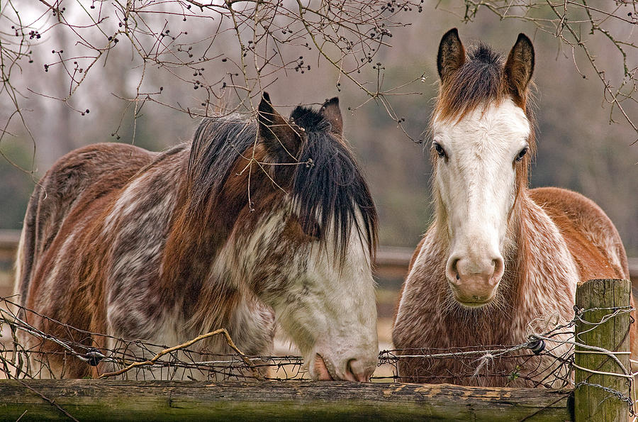 clydesdale-horses-hazel-billingsley.jpg