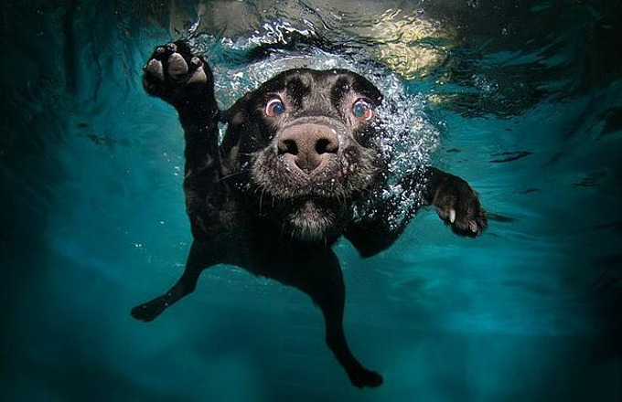 water-dog_1.jpg
