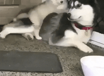 4428f85ed8583427a2b166b80e1b72d4.gif
