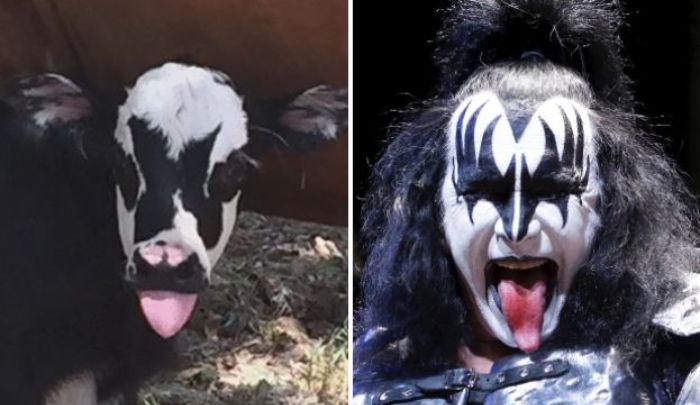 KISSCalfGeneSimmons.jpg