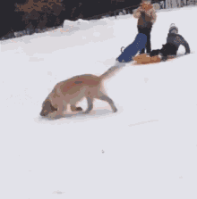 doggo-dog.gif