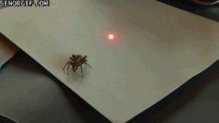 spider-chases-red-dot