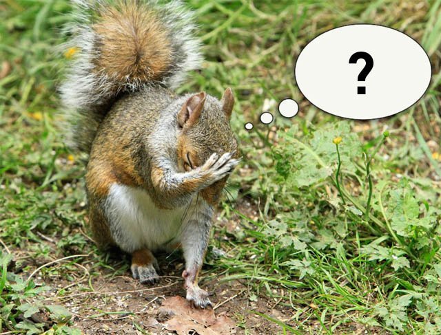 caption_squirrel.jpg