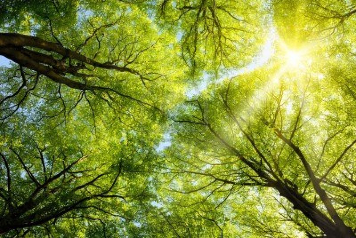 beech-trees-and-sun.jpg