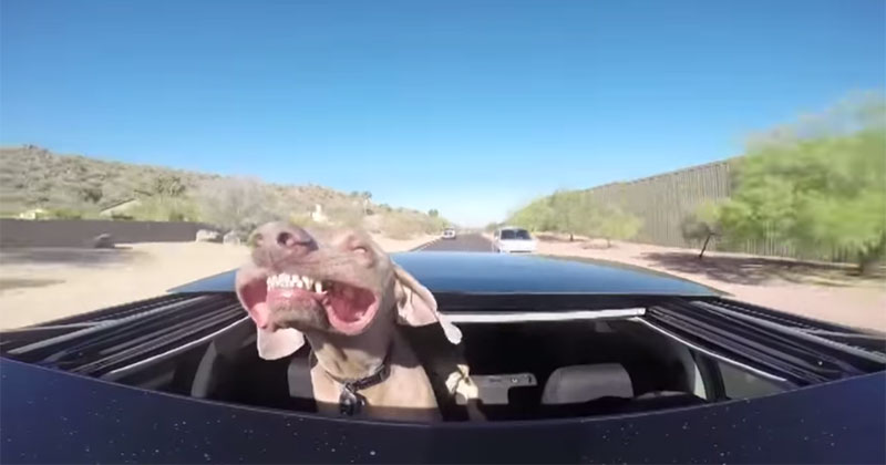 dog-sticks-head-through-sunroof-video.jpg