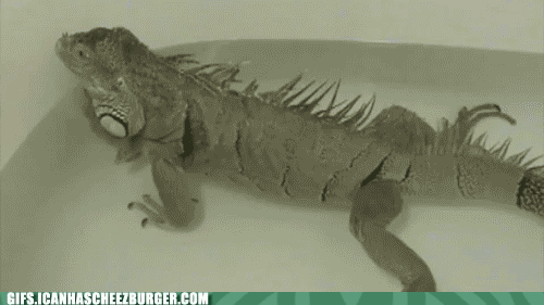 animal-gifs-iguana-farts