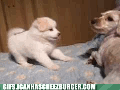 karma