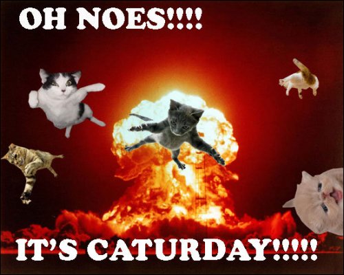 its_caturday.jpg