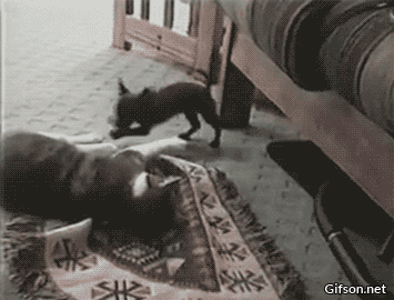 tricked-by-a-tiny-dog