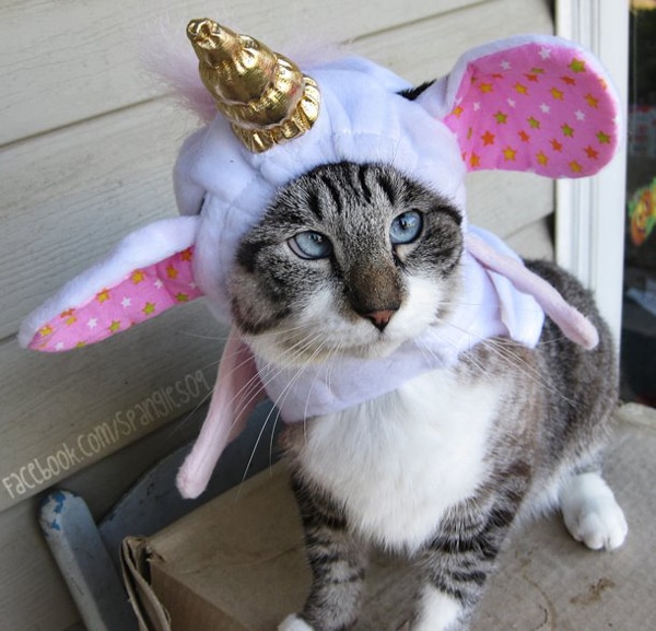 spangles-cross-eyed-cat-unicornr.jpg