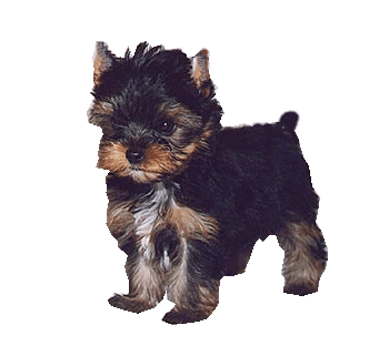 yorkie-puppy1.gif