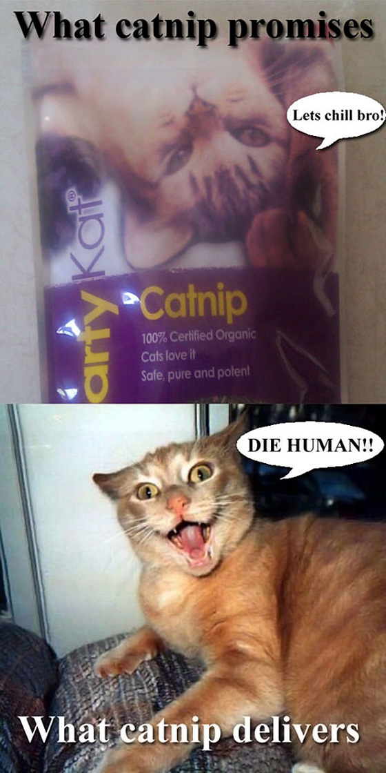 what-catnip-delivers.jpg