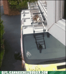 t0b336a_funny-animal-gifs-daring-leap.gif