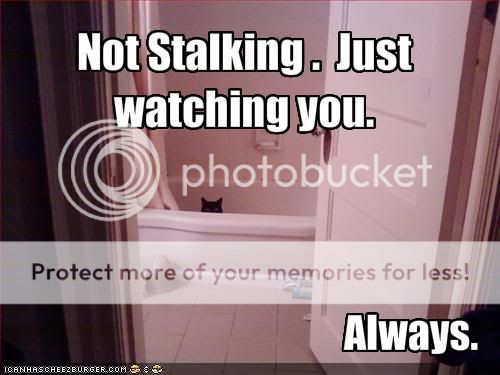 funny-pictures-cat-watches-you.jpg