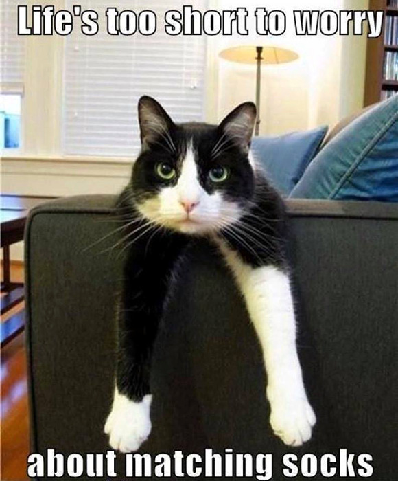 cat-matching-socks.jpg