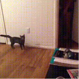 ani_startles-the-cat.gif