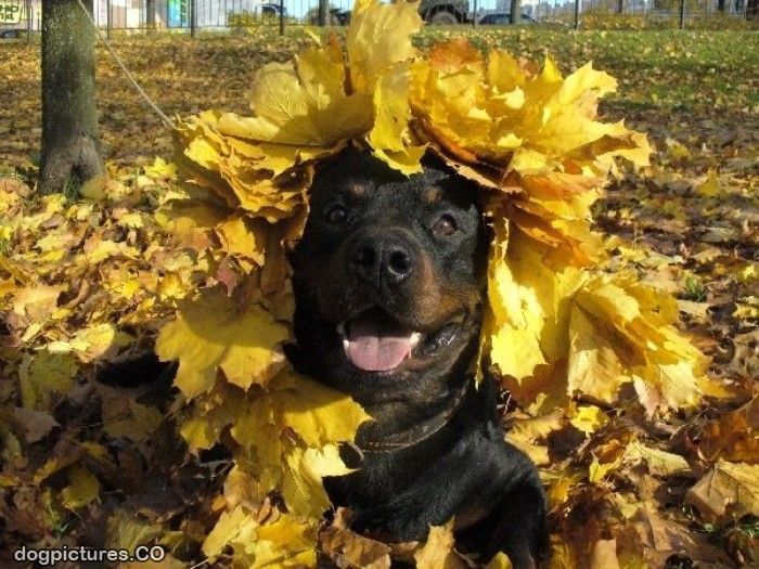 2911831b4c3eea18d84d82dfeaf56538--fall-themes-happy-dogs.jpg